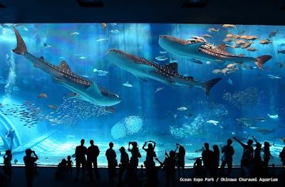 Okinawa Churaumi Aquarium