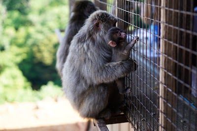 Arashiyama Monkey Park Iwatayama
