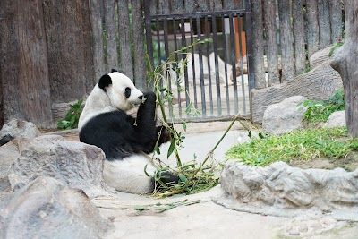 Chiang Mai Zoo