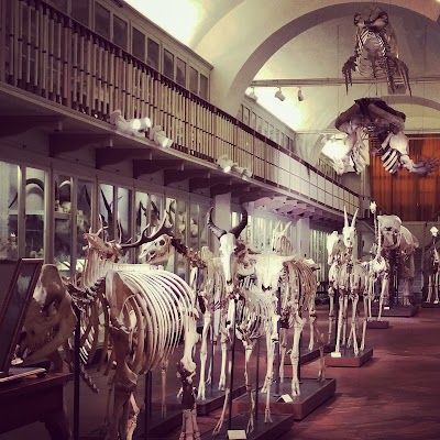 Museum of Natural History, La Specola