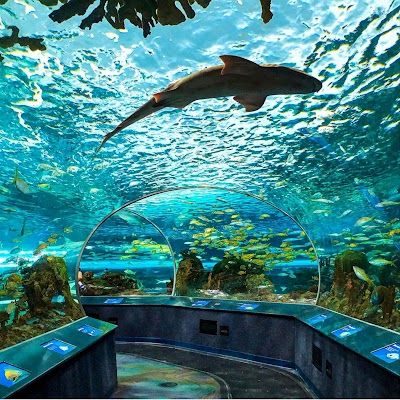 Ripley's Aquarium of Canada