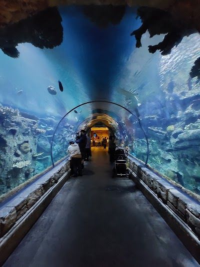Shark Reef Aquarium at Mandalay Bay