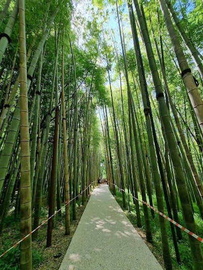 Shekvetili Dendrological Park