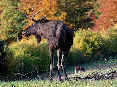 Wildnispark Zürich Langenberg